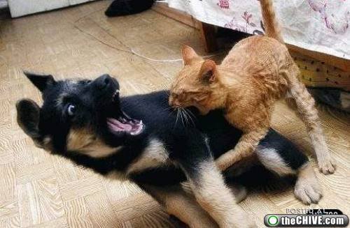 cats-dogs-fight-3