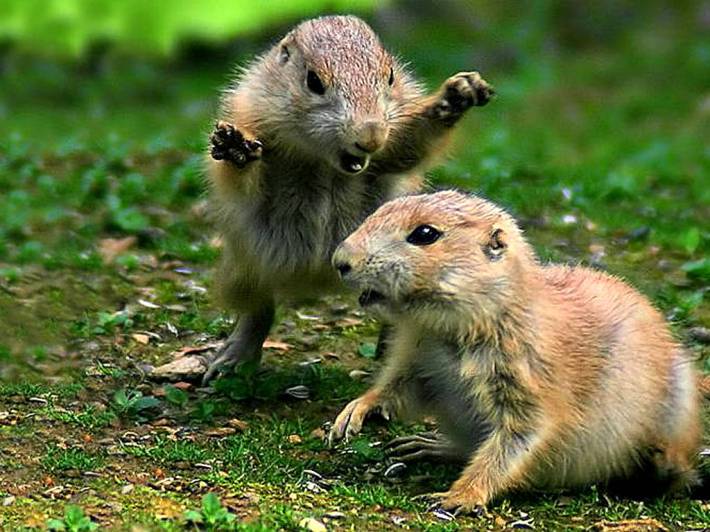 cute-rodents-play-fighting