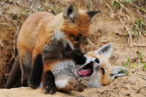 tumblr_lp97coar911qjmb49o1_500