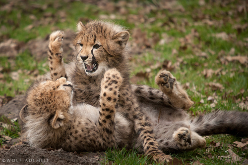 tumblr_m9vk9r8SBL1r1knwfo1_500